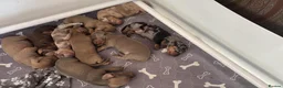 Dachshund dogs for sale: Standard Dachshund Puppies in Eye - Advert 26