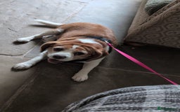 Beaglier dogs for sale: Beaglier - Image 2
