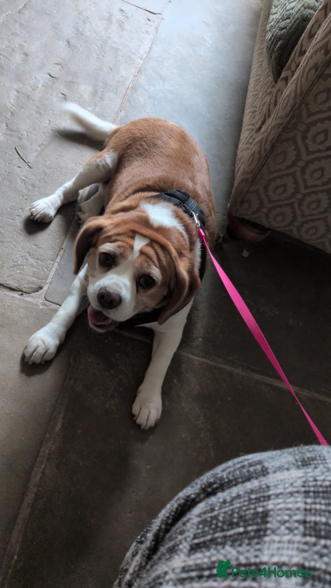 Beaglier dogs for sale: Beaglier - Image 2