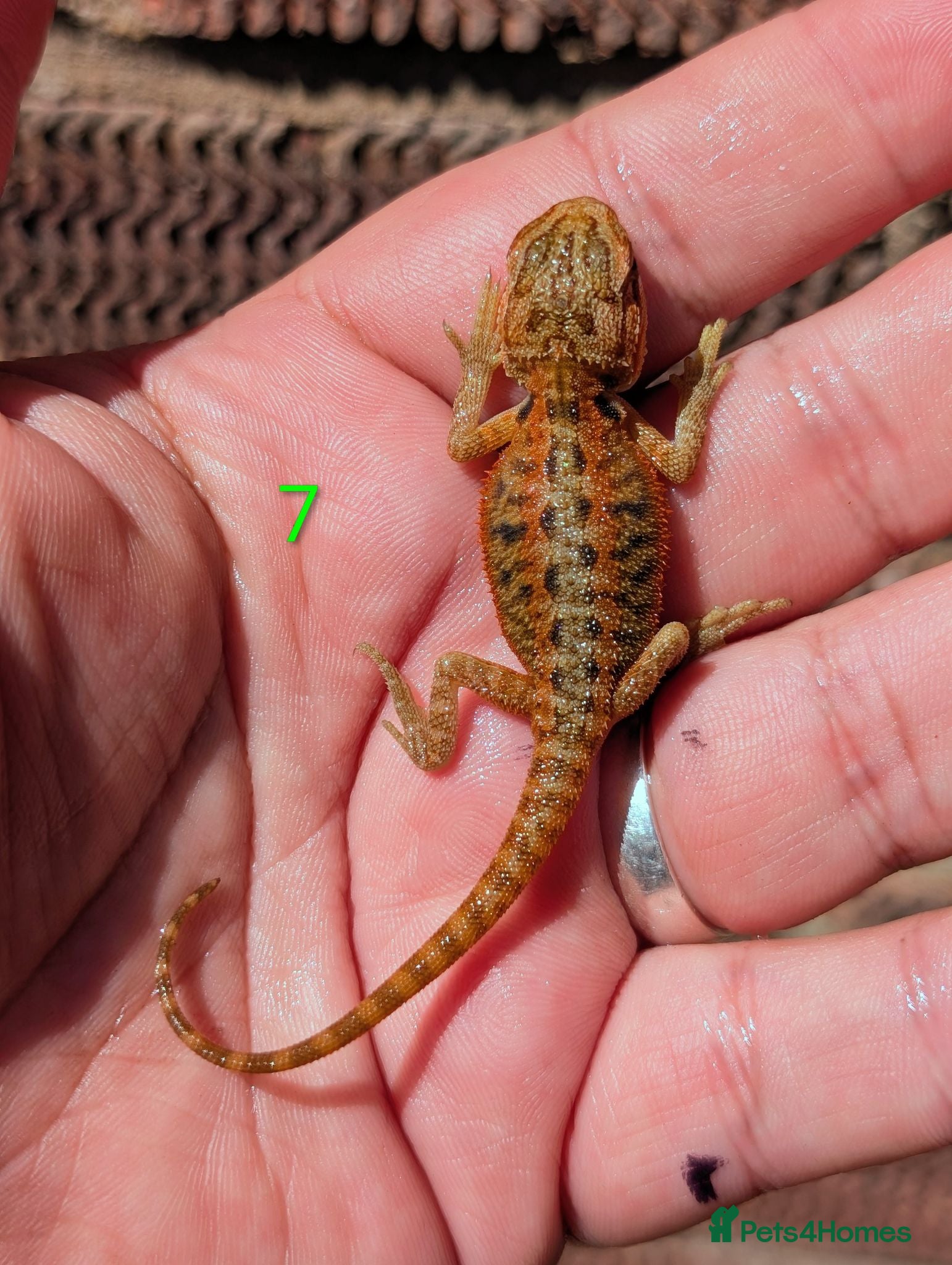 Bearded Dragon reptiles Red baby available soon  - Advert 2