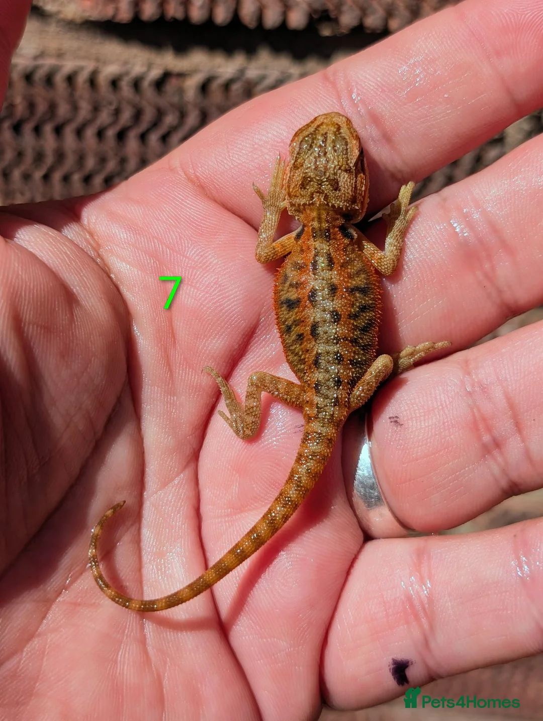 Bearded Dragon reptiles for sale: Red baby available soon  - Advert 2