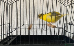 Canaries birds for sale: Fife canaries for sale  - Image 9