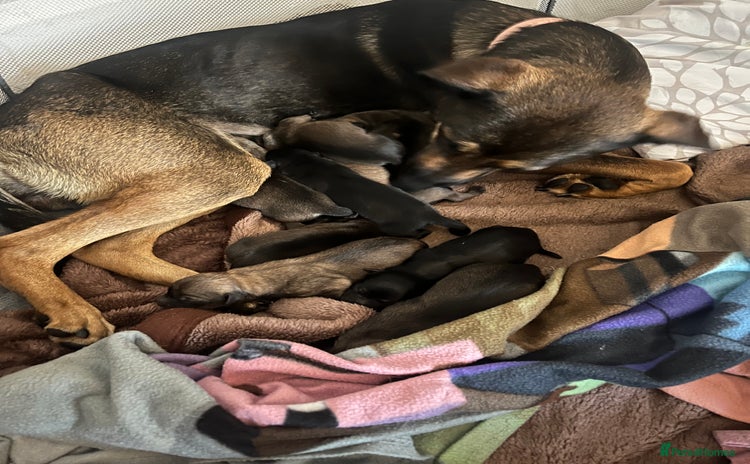 Mixed Breed dogs - Advert 5