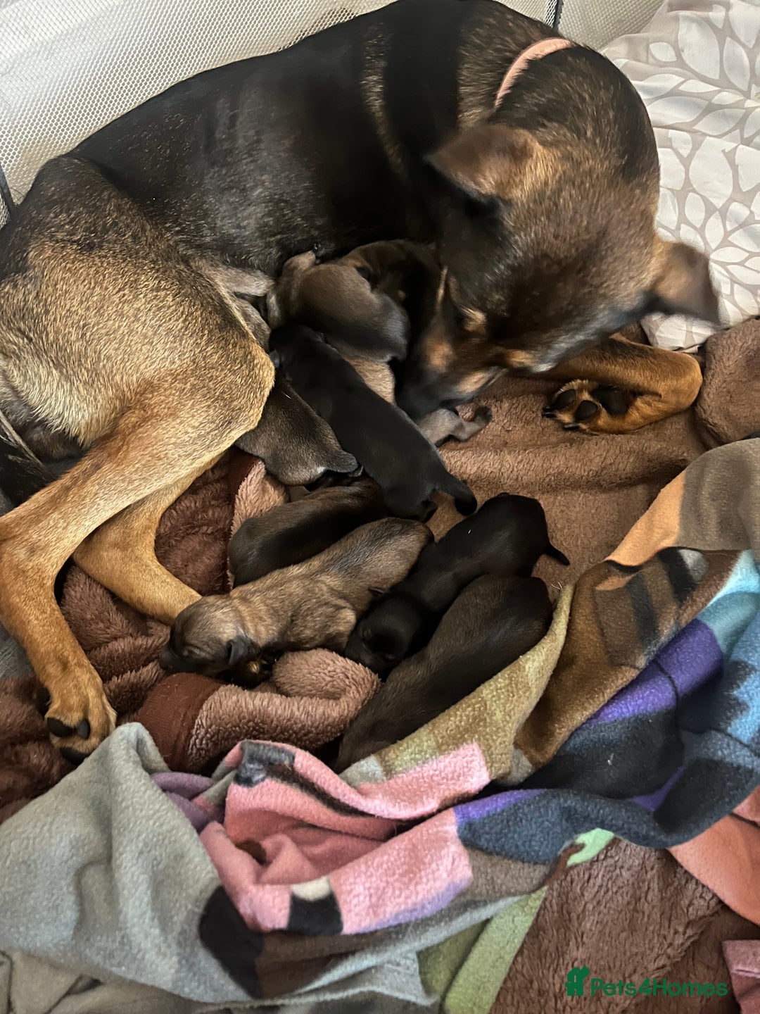 Mixed Breed dogs for sale: 9 cross breed puppies for sale  - Image 1