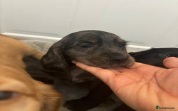 Cocker Spaniel dogs for sale: Chunky playful full Pedigree show type kc parents - Image 16