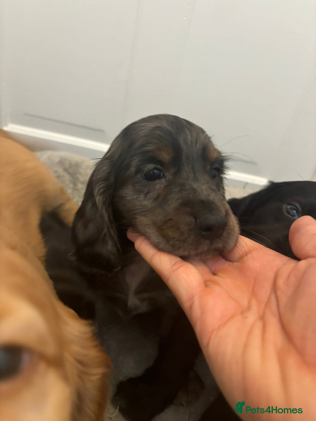 Cocker Spaniel dogs for sale: Chunky playful full Pedigree show type kc parents - Image 16