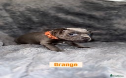 Staffordshire Bull Terrier dogs for sale: Kc reg king fury pups. Kassius grand pups.  - Image 6