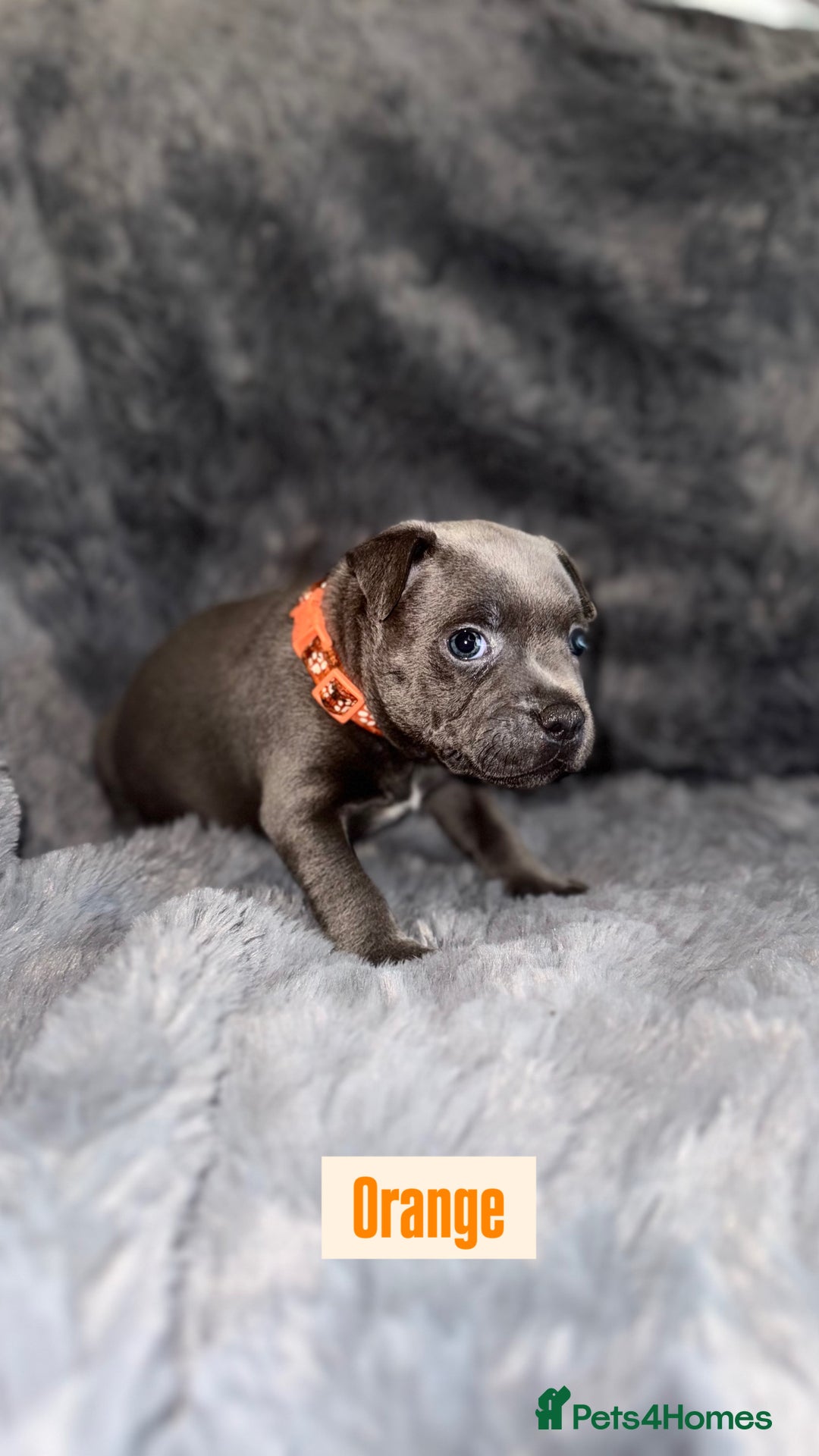 Staffordshire Bull Terrier dogs for sale: Kc reg king fury pups. Kassius grand pups.  - Image 6