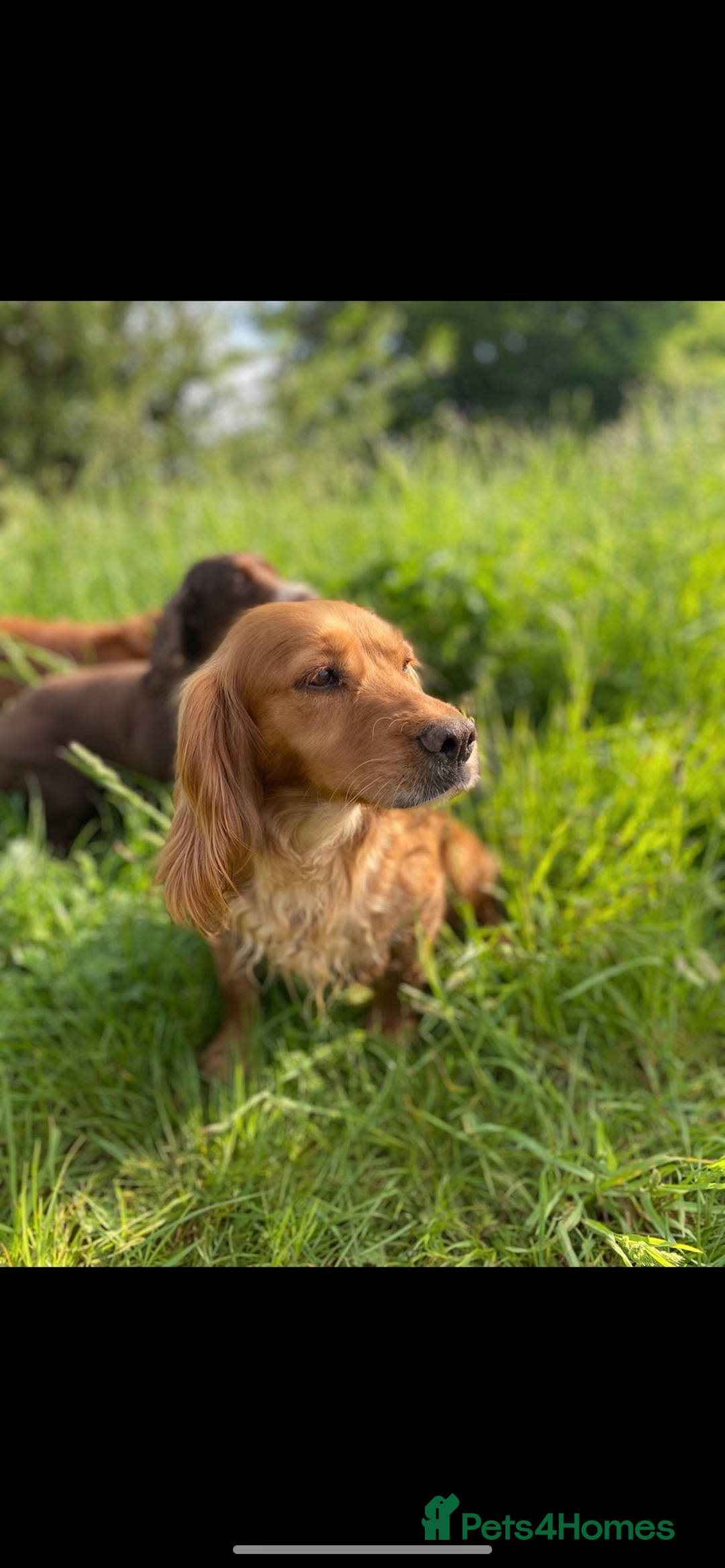 Cocker Spaniel dogs for sale: KC Working Cocker Spaniel Puppies  - Advert 11