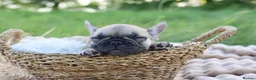 French Bulldog dogs for sale: KC Lilac, Black Tan French Bulldog - Advert 8