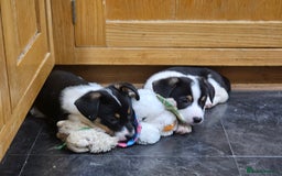 Mixed Breed dogs for sale: Corgi x Jack Russell terrier pups - Advert 4