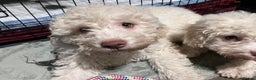 Lagotto Romagnolo dogs for sale: Stunning Litter of Pedigree Lagotto Romagnolo Pups - Advert 19