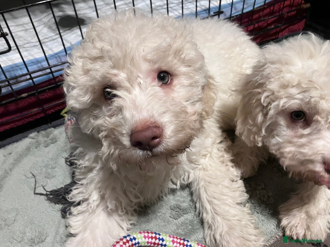 Lagotto Romagnolo dogs for sale: Stunning Litter of Pedigree Lagotto Romagnolo Pups - Advert 19