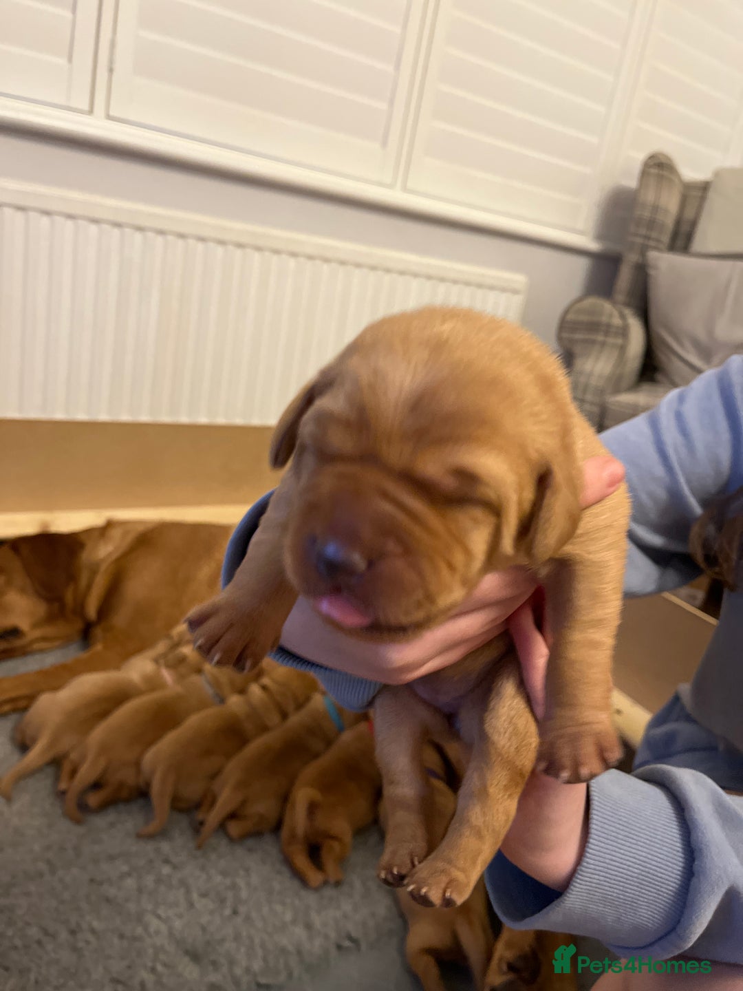 Labrador Retriever dogs for sale: KC REGISTERED, HEALTH TESTED FOX RED LABRADORS - Advert 6