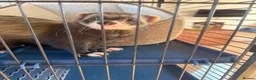 Ferret rodents for sale: 3 Year old Bonded Pair of Ferrets - Very Friendly - Advert 5