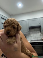 Toy Poodle dogs - Advert 6