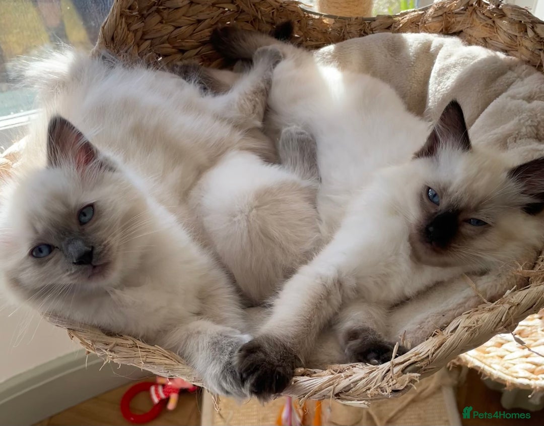 Ragdoll cats for sale: GCCF Ragdoll Kittens - Image 4
