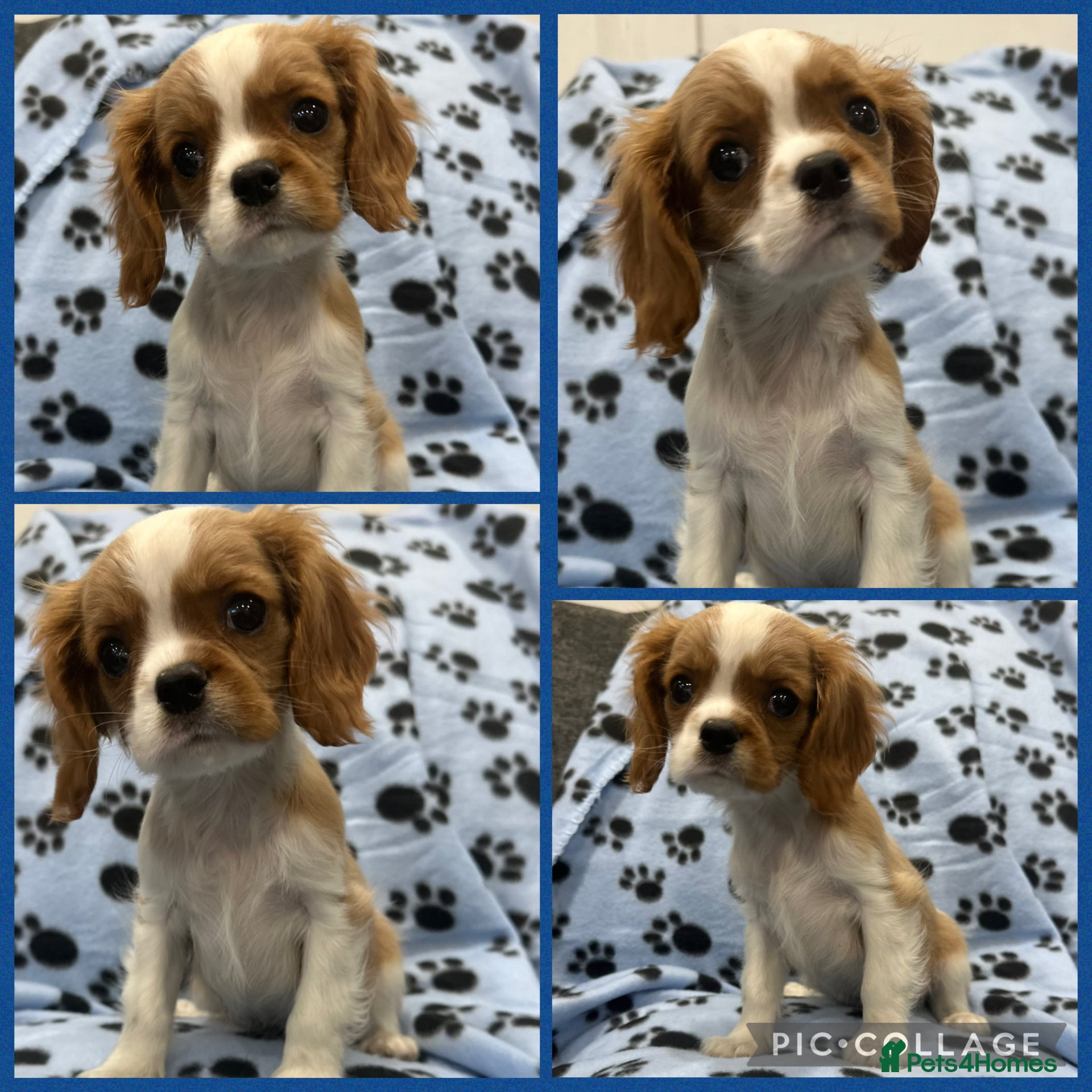 Cavalier King Charles Spaniel dogs ** DNA CLEAR 🧬 KC REGISTERED CAVALIER PUPPIES ** - Advert 6