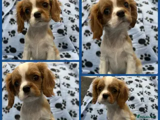 Cavalier King Charles Spaniel dogs ** DNA CLEAR 🧬 KC REGISTERED CAVALIER PUPPIES ** - Advert 6