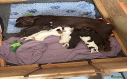 Cocker Spaniel dogs for sale: Cocker Spaniel Puppies ready 22nd October  - Image 1