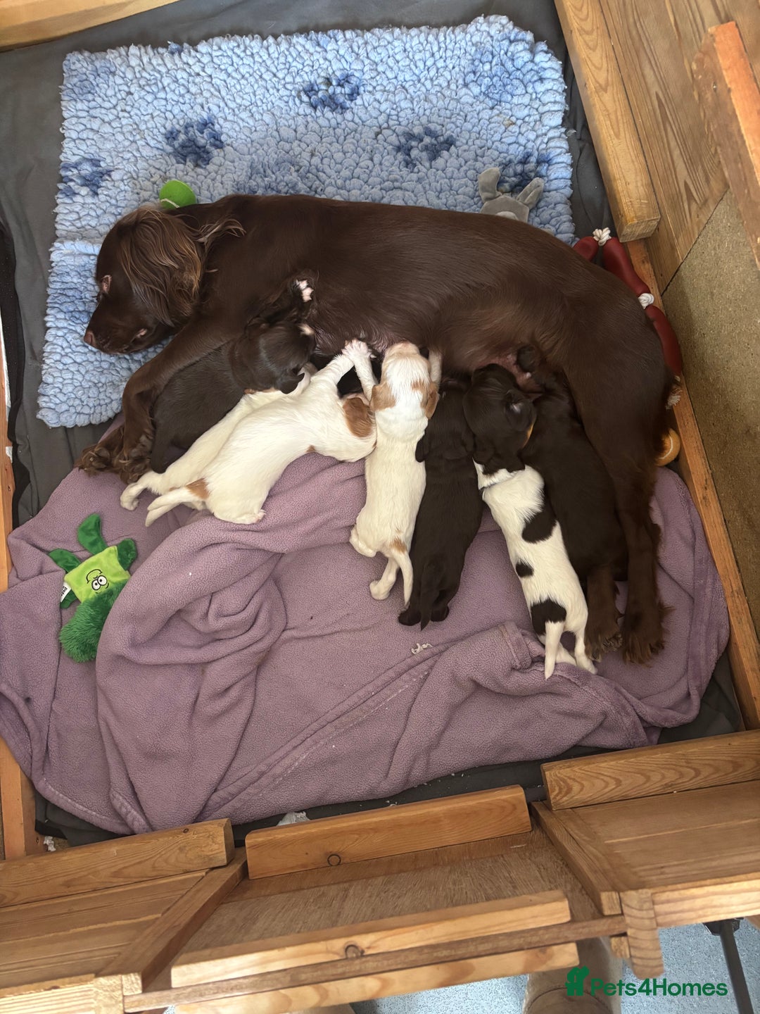 Cocker Spaniel dogs for sale: Cocker Spaniel Puppies ready 22nd October  - Image 1