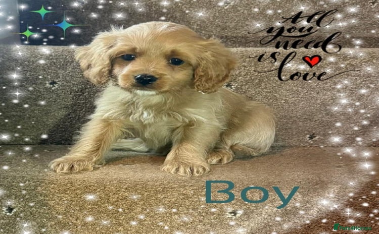Cavapoo dogs ✨Ready Now🐾Exceptional Cavapoo Puppies🐾 - Advert 11