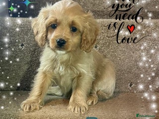 Cavapoo dogs ✨Ready Now🐾Exceptional Cavapoo Puppies🐾 - Advert 18