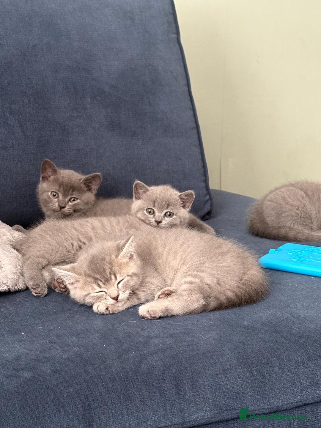 British Shorthair cats for sale: BSH Kittens From Champion Blood Line 🏆🐱 - Image 1