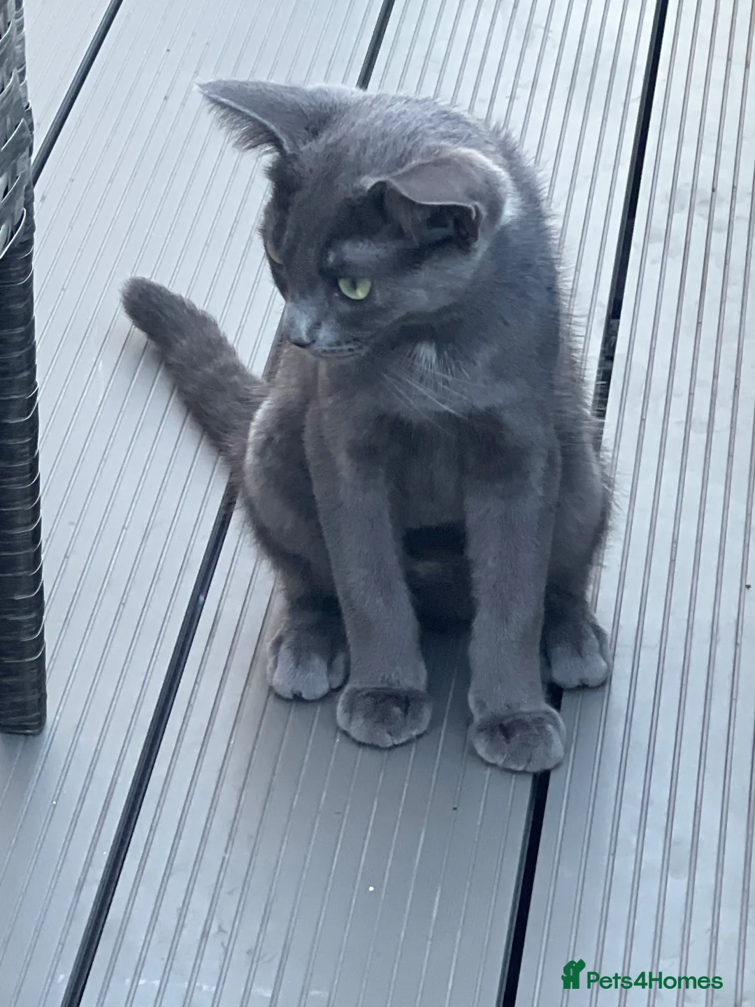 Scottish Fold cats for sale: Skyyy - Advert 2