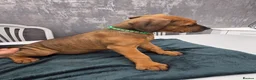 Mixed Breed dogs for sale: Dogue de bordeaux / Doberman  - Advert 6