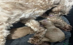 Cavapoo dogs for sale: Red F2B Cavapoo  - Image 3