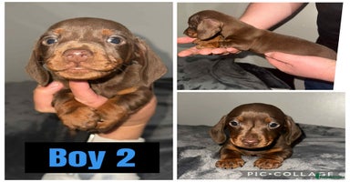 Miniature Dachshund dogs - Advert 3