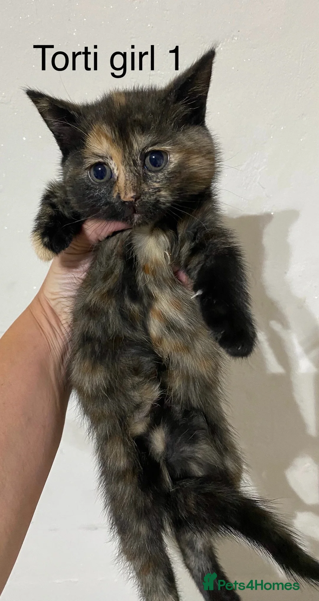 British Shorthair cats for sale: 4 docile girls  - Advert 6