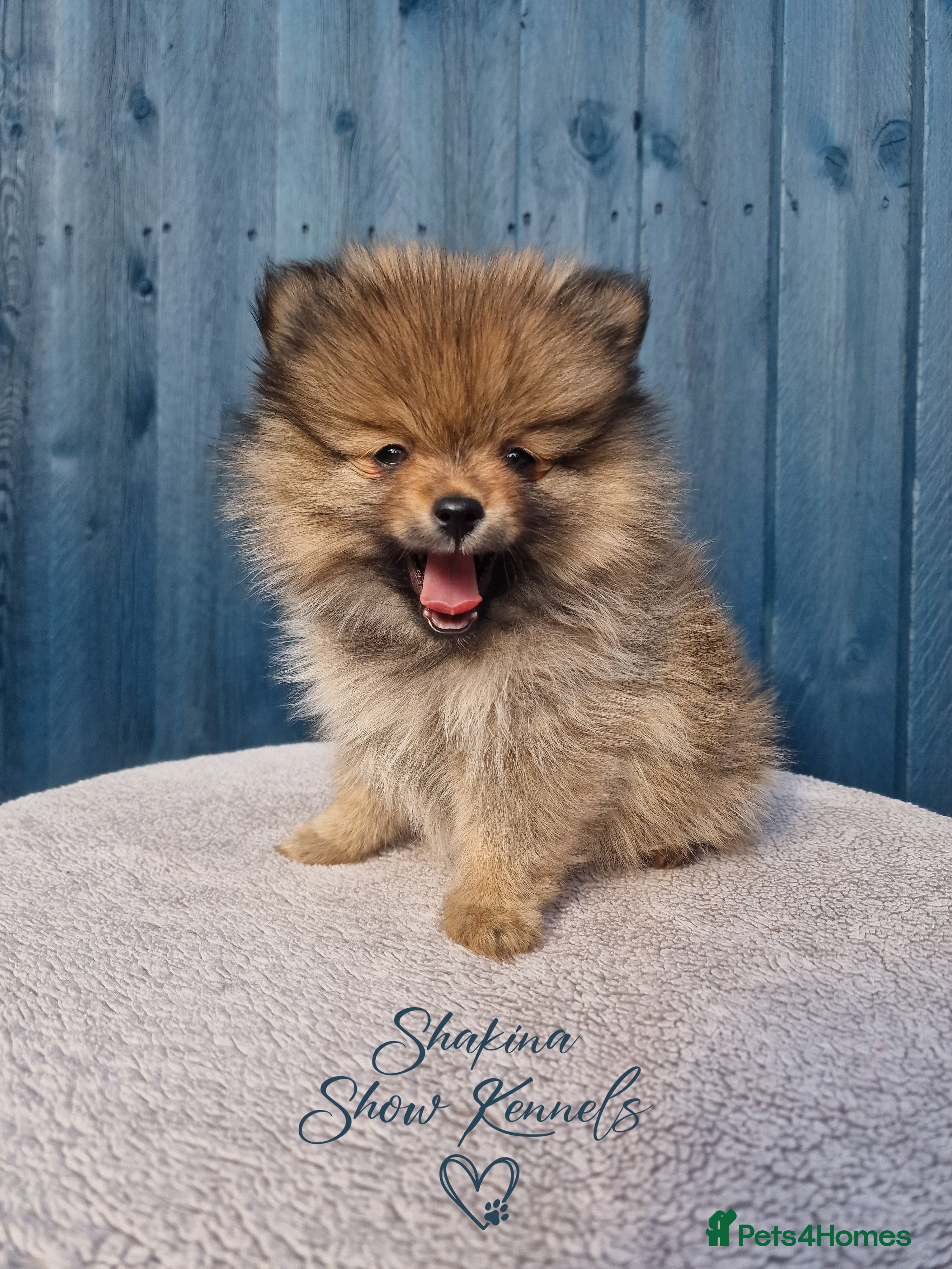 Pomeranian dogs Tiny Pomeranian Pups - Advert 10