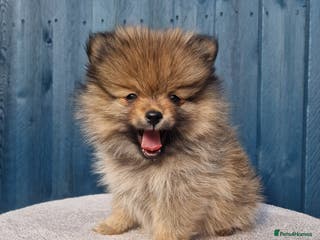Pomeranian dogs Tiny Pomeranian Pups - Advert 1