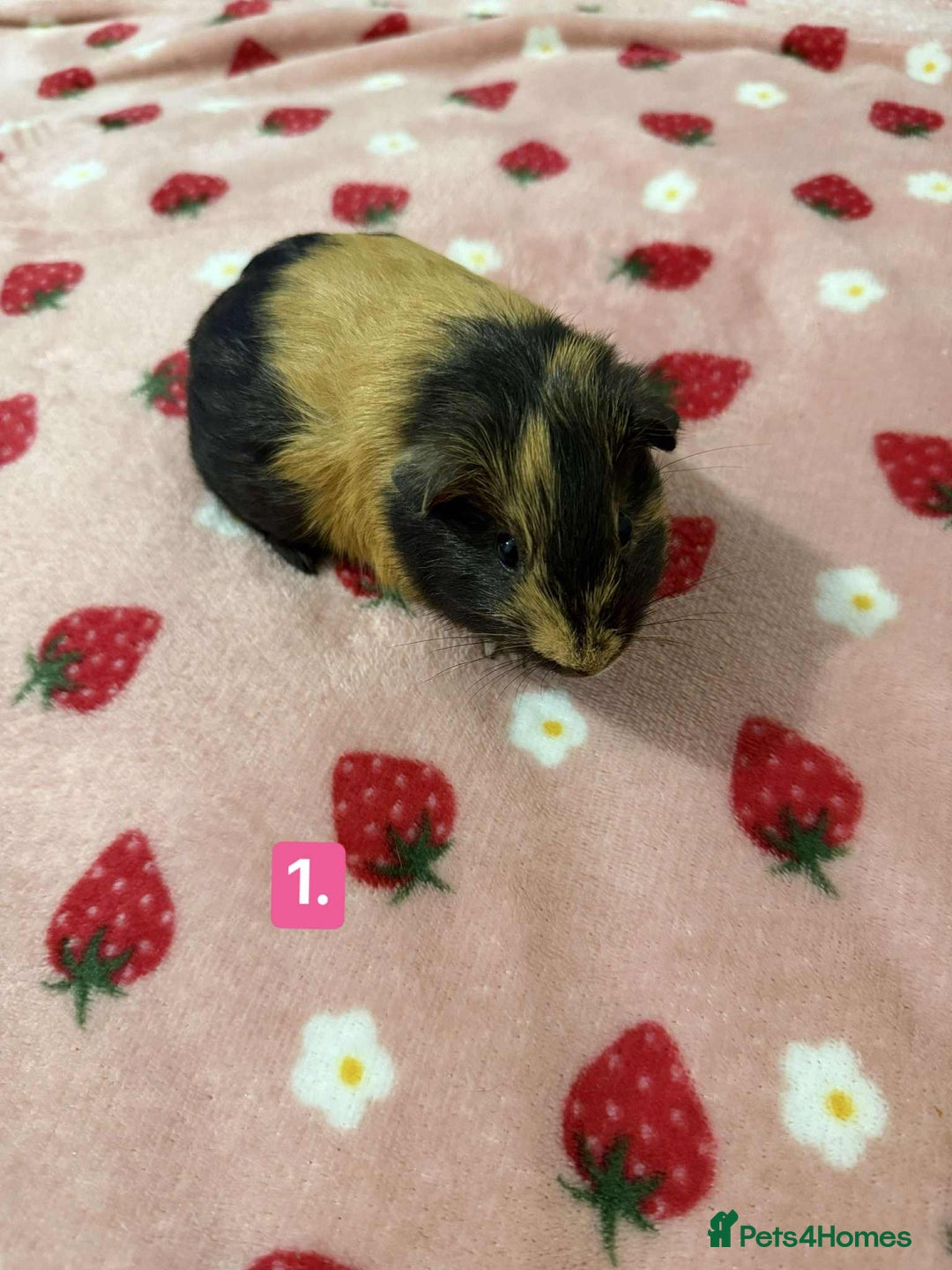 Guinea Pig rodents for sale: Baby guinea pigs for sale girls and boys  - Advert 1