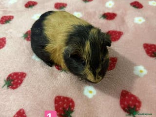 Guinea Pig rodents Baby guinea pigs for sale girls and boys - Advert 1