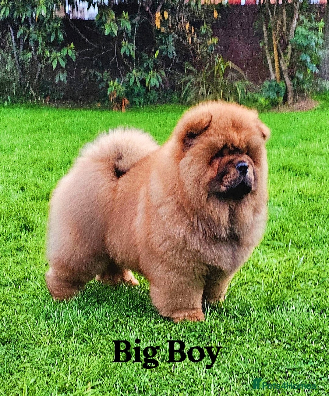 Chow Chow dogs for sale: Crufts pedigree litter  - Advert 5