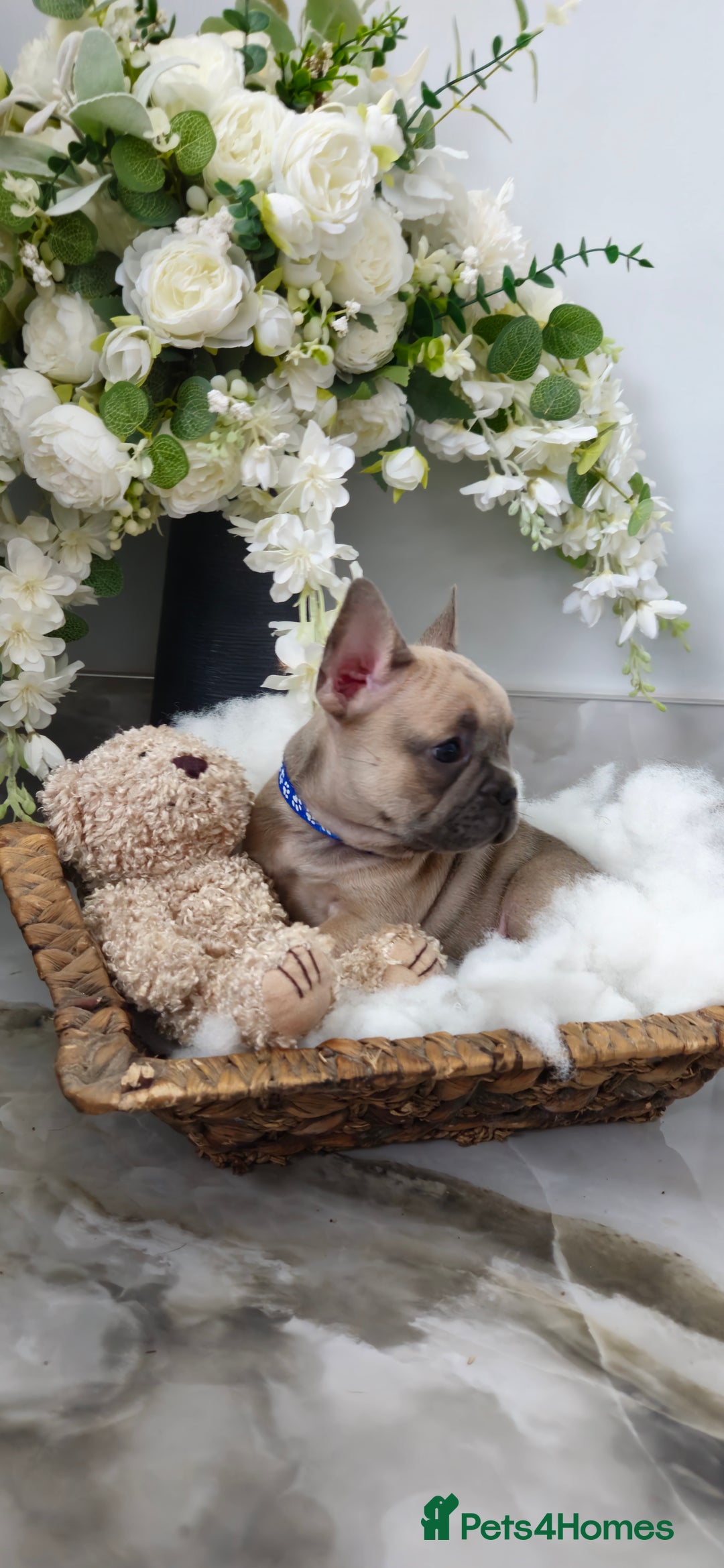 French Bulldog dogs for sale: French bulldog lilac/blue fawn  - Image 8