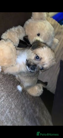 Mixed Breed dogs - Advert 3