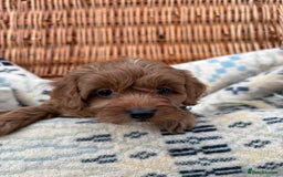 Cockapoo dogs for sale: ❤️ Tiny Deep Red Miniature F1b Cockapoo Pup's  - Image 24