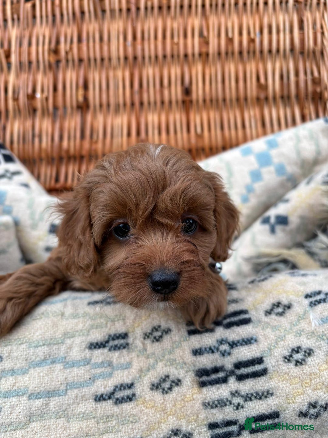 Cockapoo dogs for sale: ❤️ Tiny Deep Red Miniature F1b Cockapoo Pup's  - Image 24