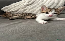 Mixed Breed cats for sale: 2 beautiful male kittens ready to go! - Image 2