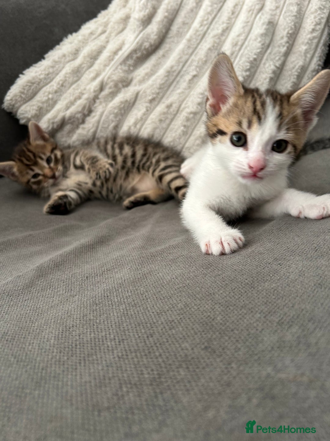 Mixed Breed cats for sale: 2 beautiful male kittens ready to go! - Image 2