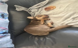 Chihuahua dogs for sale: Lilac male chihuahua  - Image 2