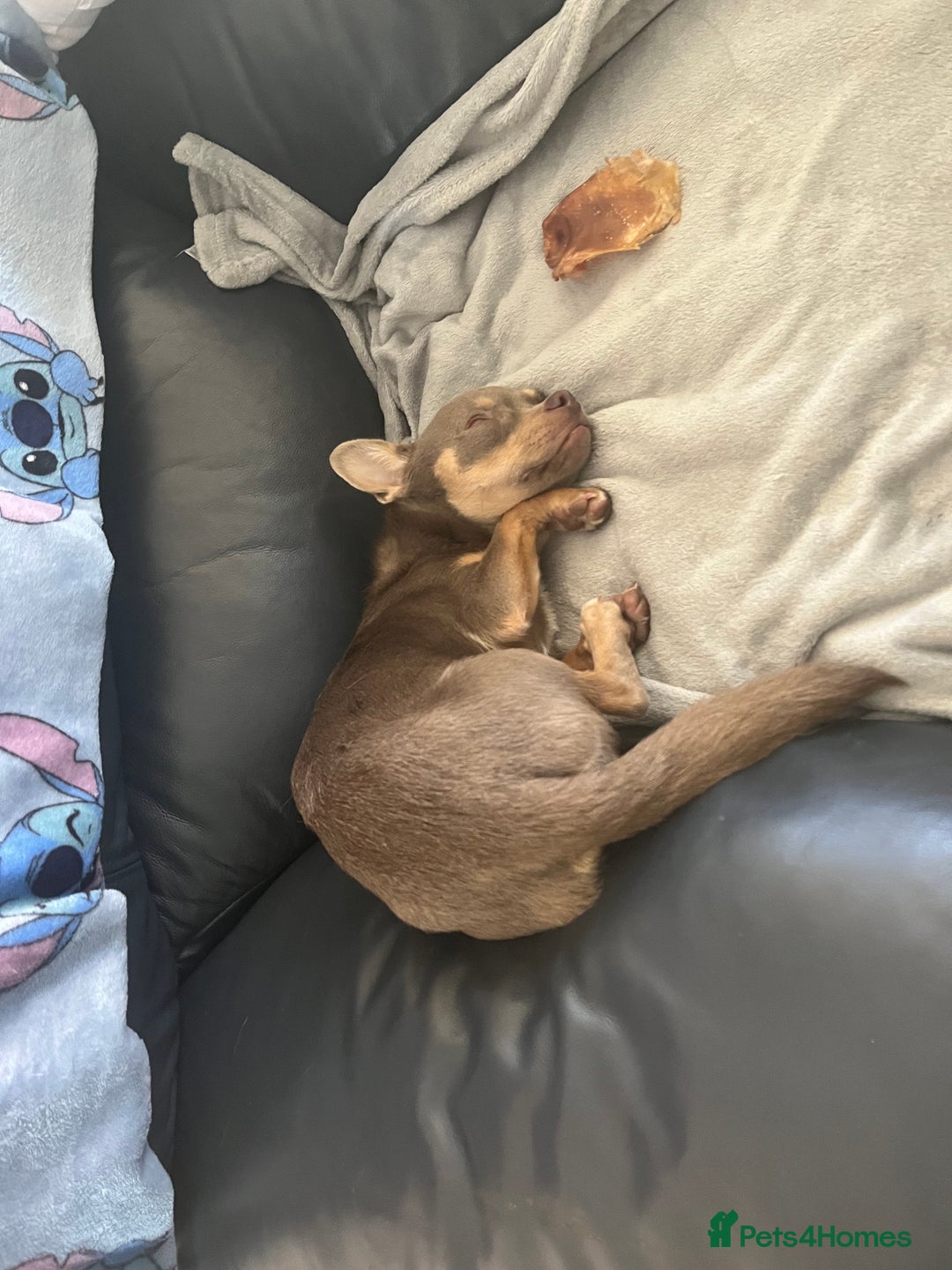 Chihuahua dogs for sale: Lilac male chihuahua  - Image 2