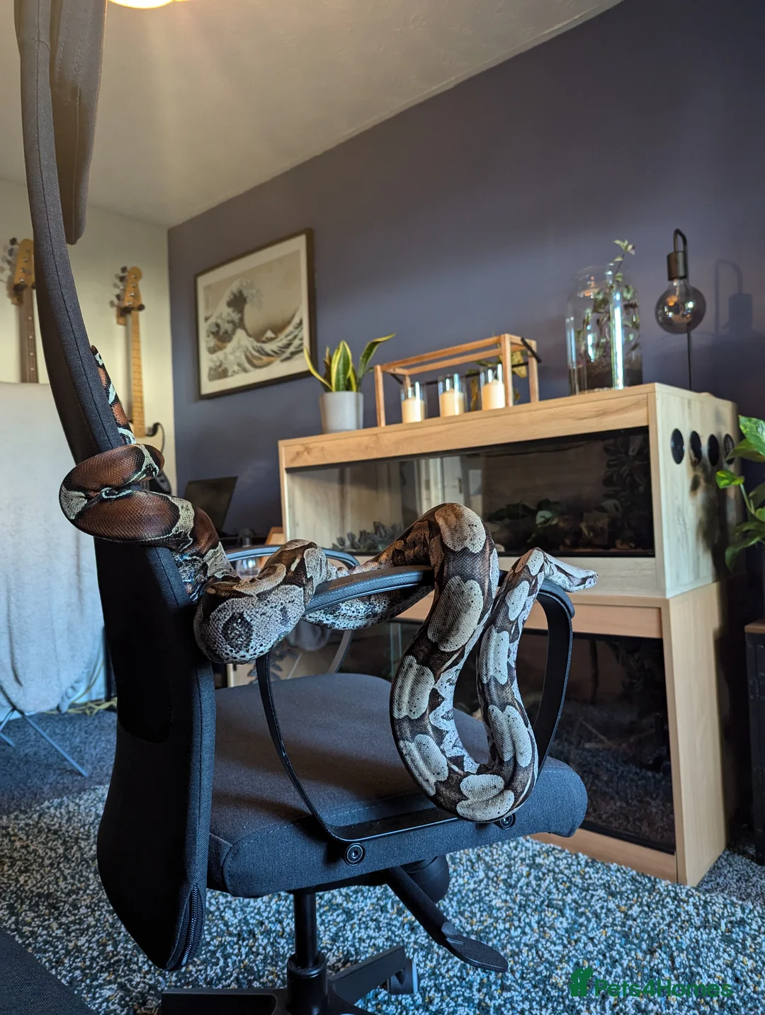 Boa Snake reptiles for sale: Suriname red tail boa constrictor  in Gateshead - Advert 2