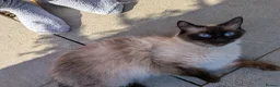 Mixed Breed cats for sale: Ragdoll cross kittens  in Wisbech - Advert 10