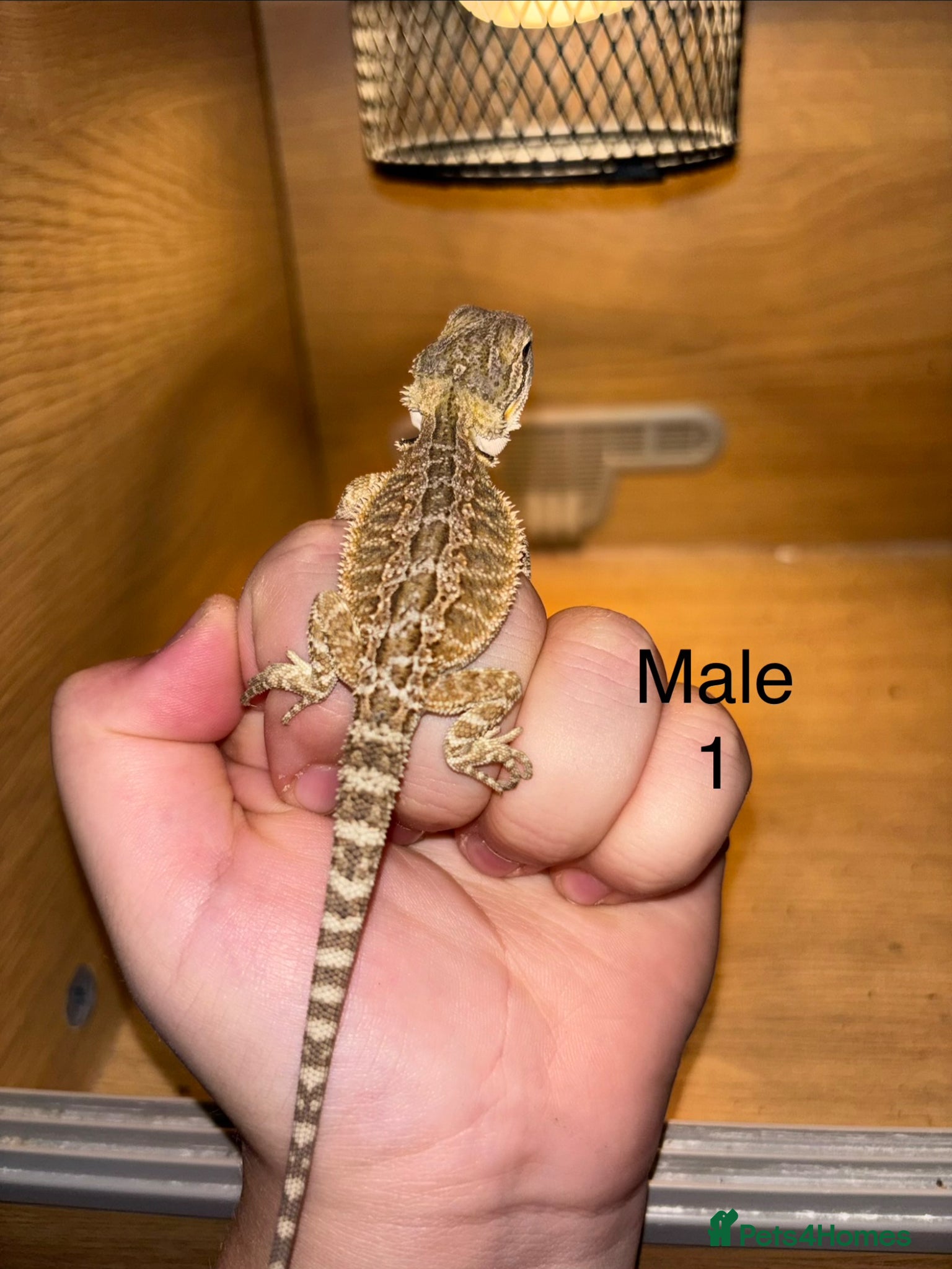 Bearded Dragon reptiles for sale: Friendly bearded baby dragons - Advert 2