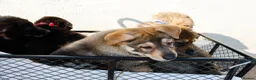 German Shepherd dogs for sale: German Shepherd Puppies  - Advert 5
